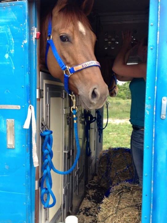 Horse Export Equiflight, LLC