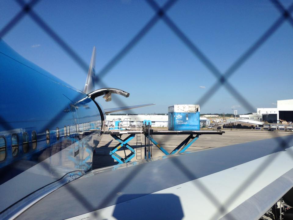 Horse Export Equiflight, LLC