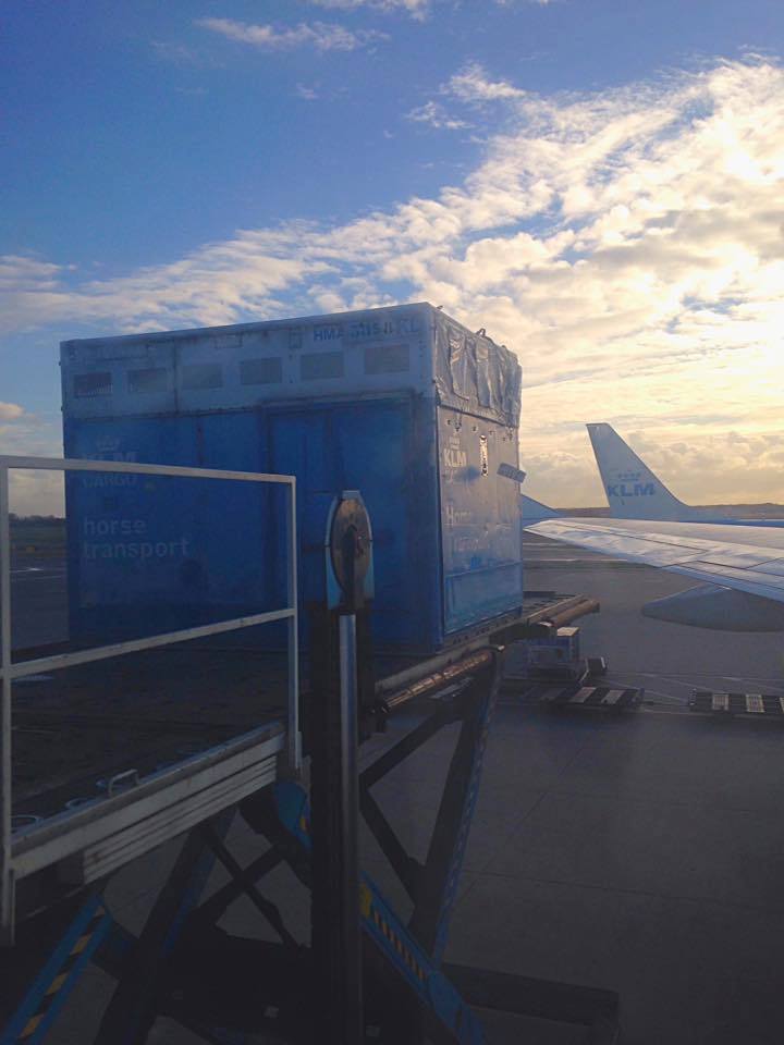 Horse Export Equiflight, LLC