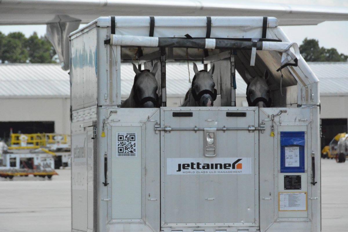 Horse Export Equiflight, LLC