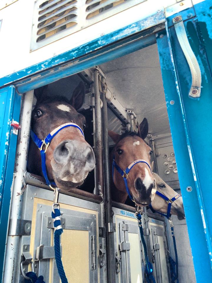 Horse Export Equiflight, LLC